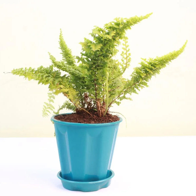 Buy Fluffy Ruffle Fern (Nephrolepis Exaltata) - Plant Online at Lalitenterprise