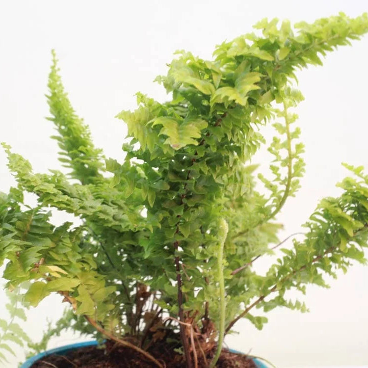 Buy Fluffy Ruffle Fern - Plant Online at Lalitenterprise