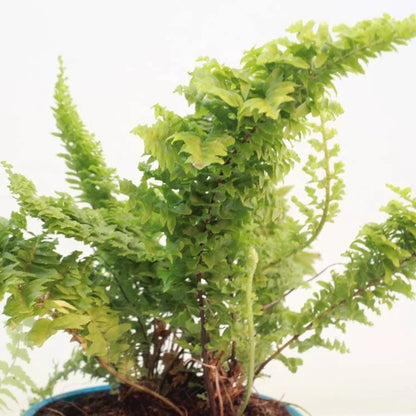 Buy Fluffy Ruffle Fern - Plant Online at Lalitenterprise