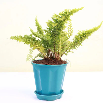 Buy Fluffy Ruffle Fern (Nephrolepis Exaltata) - Plant Online at Lalitenterprise