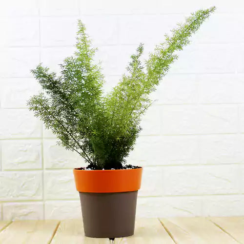 Buy Foxtail Fern | Asparagus Densiflorus 'Myersii' - Plant Online at Lalitenterprise