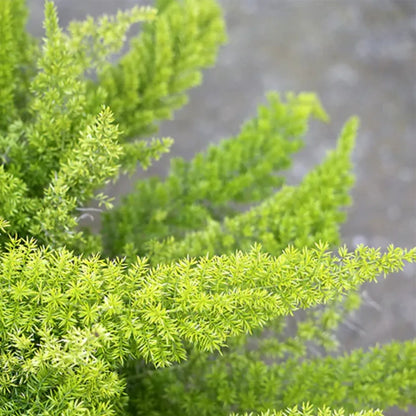 Buy Foxtail Fern - Plant Online at Lalitenterprise