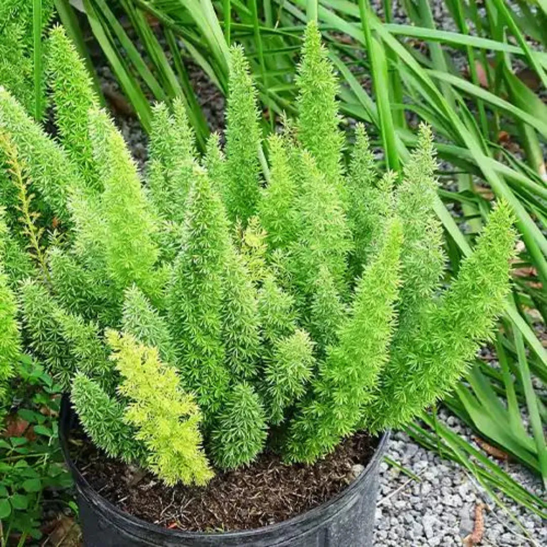 Buy Foxtail Fern - Plant Online at Lalitenterprise