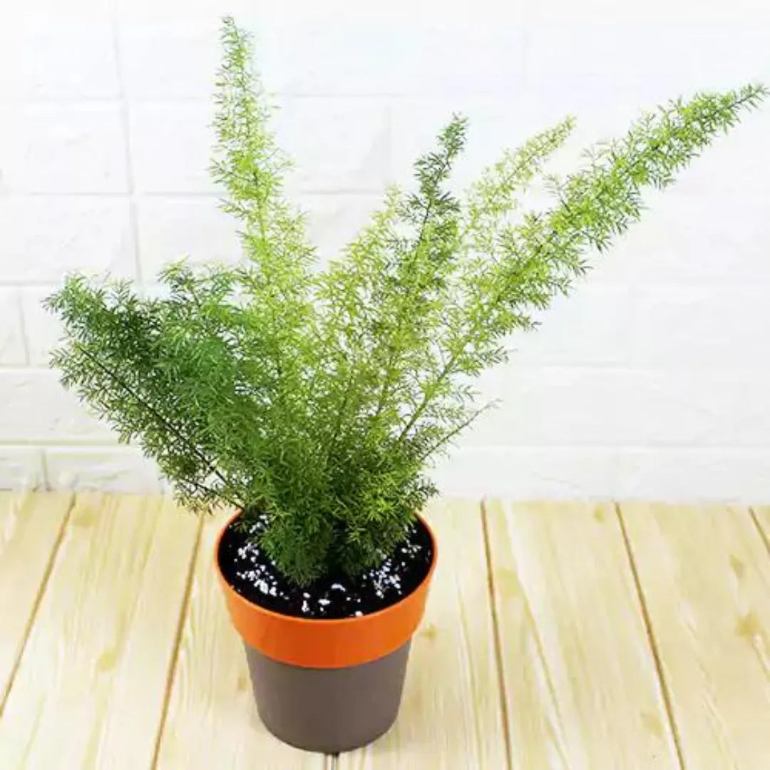 Buy Foxtail Fern | Asparagus Densiflorus 'Myersii' - Plant Online at Lalitenterprise