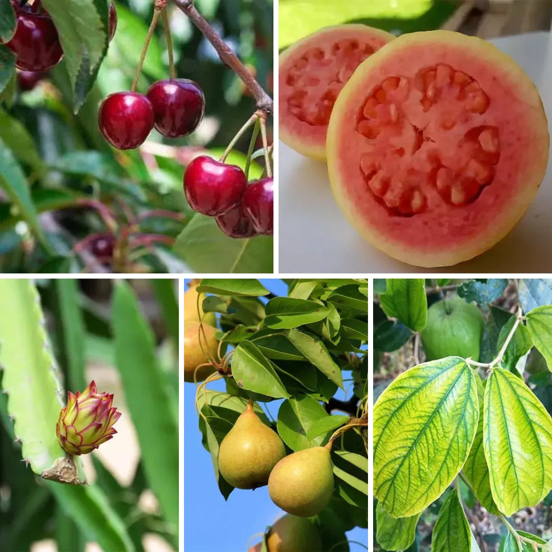 Buy Fruiting Plants for Terrace (Pack of 5 Plants) Online at Lalitenterprise