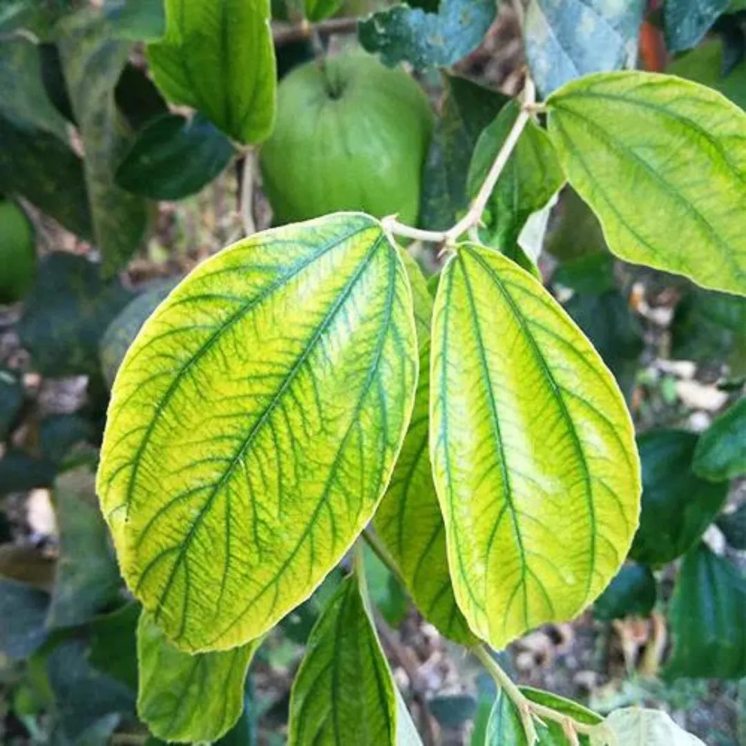 Buy Apple Ber Plant Online at Lalitenterprise