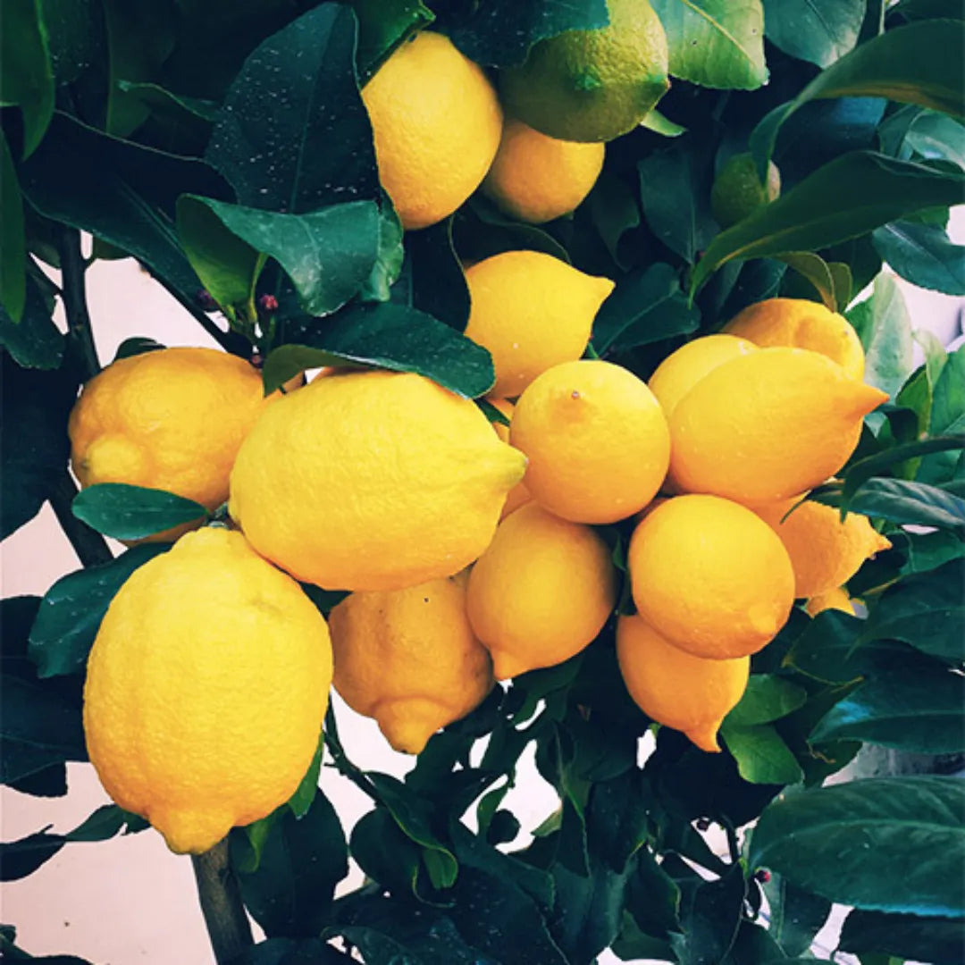 Buy Gandharaj Lemon (Kaffir Lime) "Big Nimbu" – Plant Online at Lalitenterprise