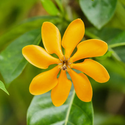 Siam Golden Gardenia Flowering Plant