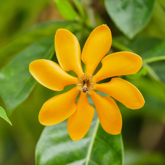 Siam Golden Gardenia Flowering Plant