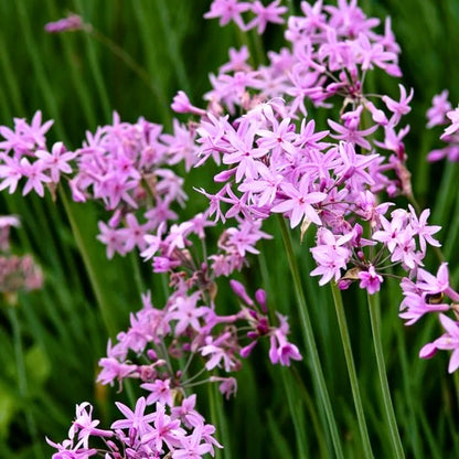 Buy Garlic Lily (Tulbaghia Violacea) - Plant Online at Lalitenterprise