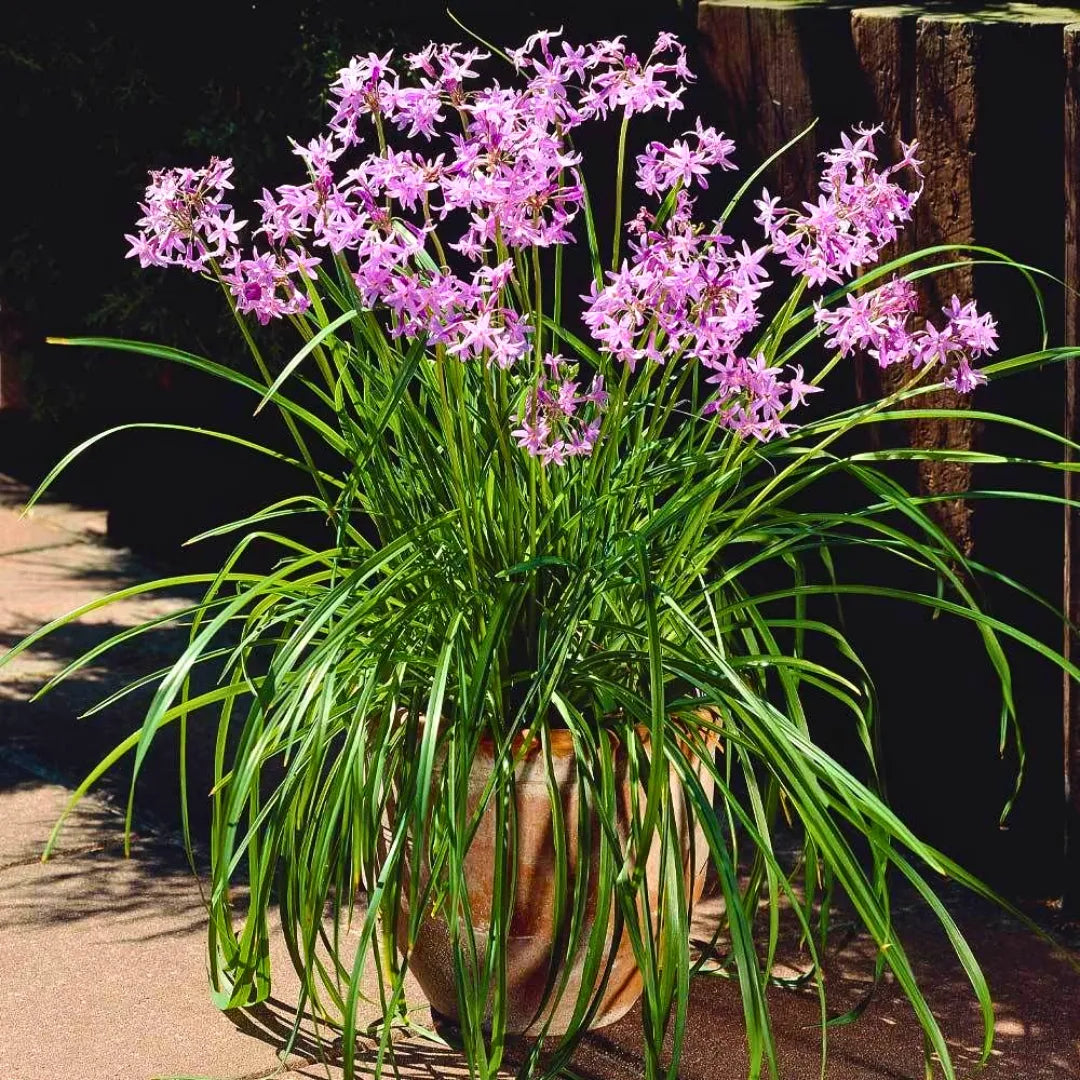 Buy Tulbaghia Violacea - Plant Online at Lalitenterprise