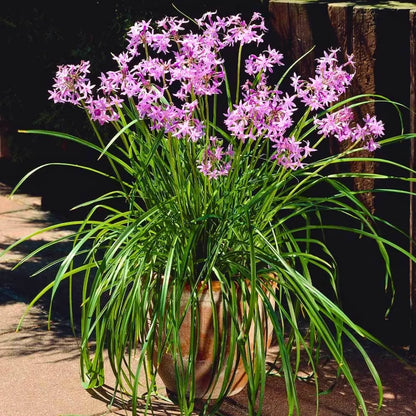 Buy Tulbaghia Violacea - Plant Online at Lalitenterprise