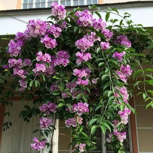 Buy Garlic Vine (Mansoa Alliacea) - Plant Online at Lalitenterprise
