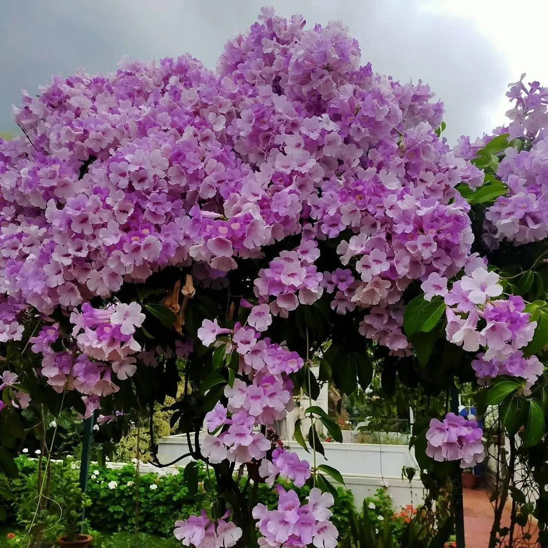 Buy Garlic Vine (Mansoa Alliacea) - Plant Online at Lalitenterprise