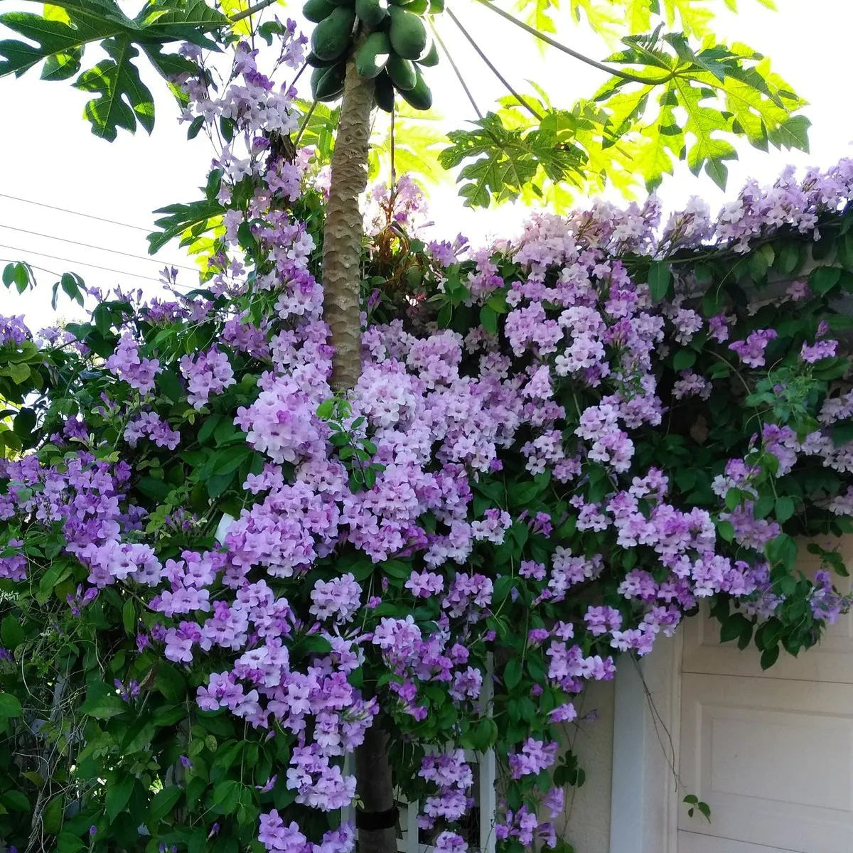 Buy Garlic Vine (Mansoa Alliacea) - Plant Online at Lalitenterprise