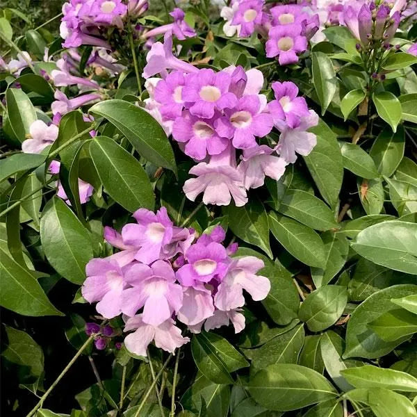 Buy Garlic Vine (Mansoa Alliacea) - Plant Online at Lalitenterprise