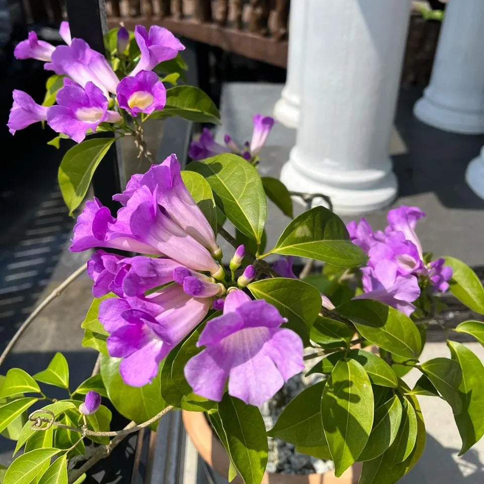 Buy Garlic Vine (Mansoa Alliacea) - Plant Online at Lalitenterprise