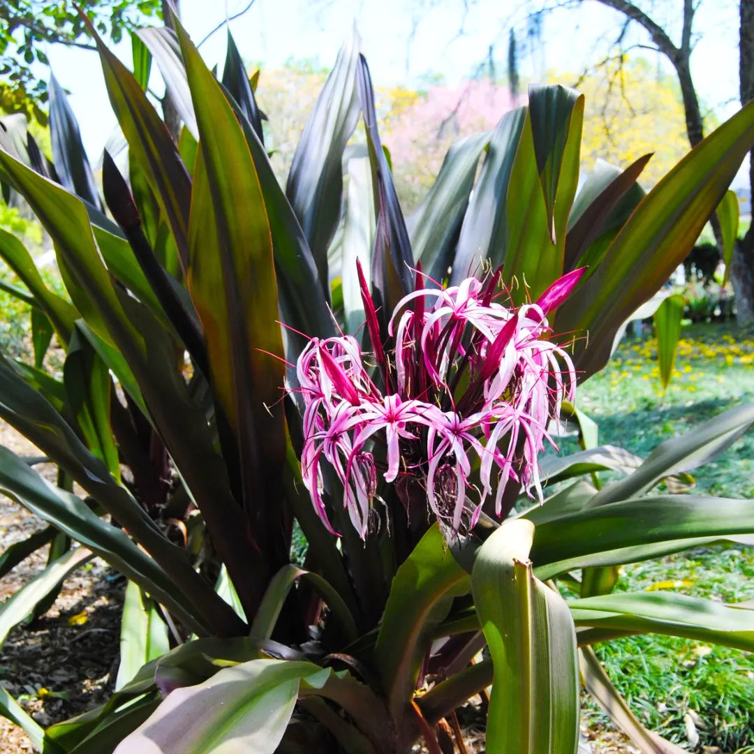 Buy Crinum Asiaticum - Plant Online at Lalitenterpise