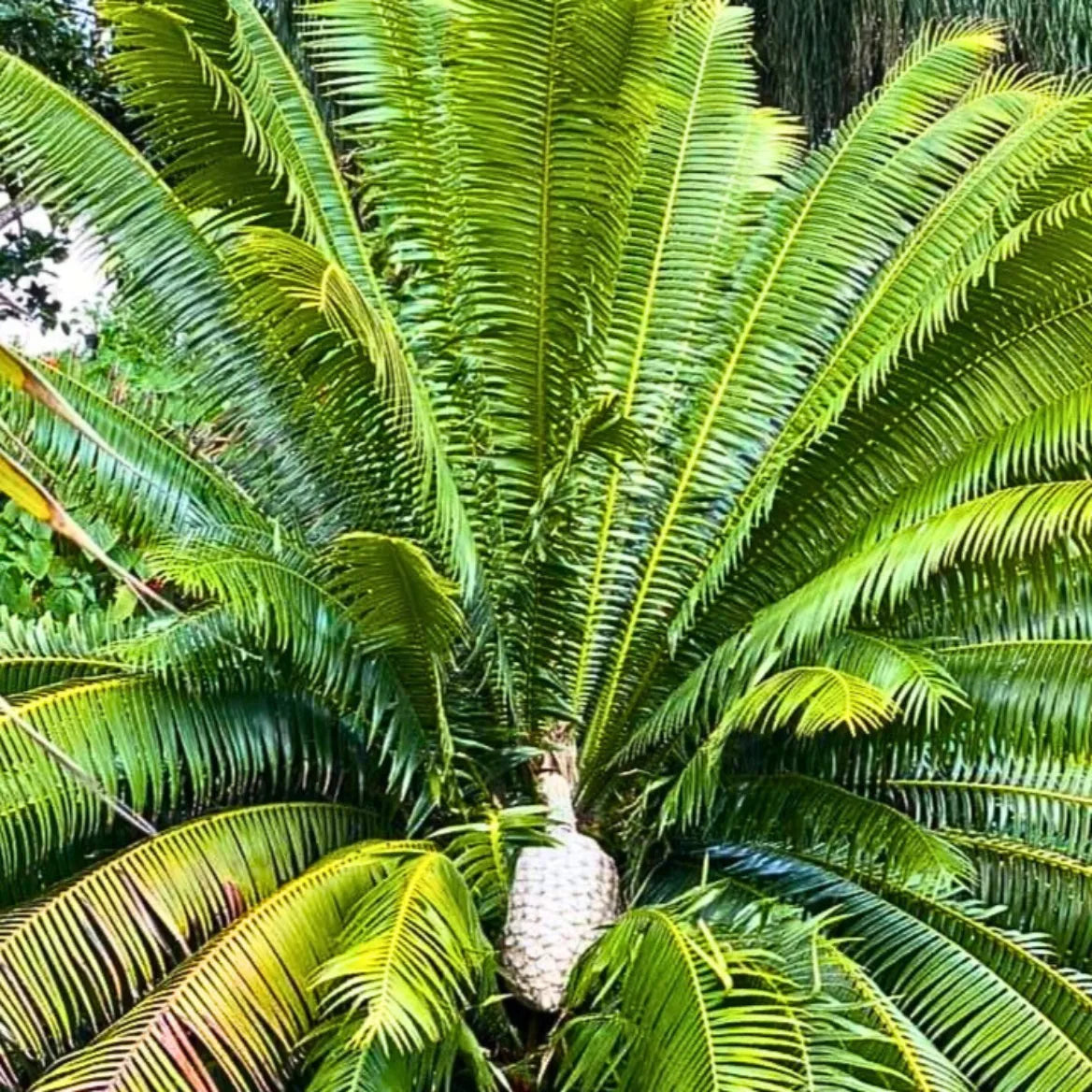 Buy Giant Dioon Palm - Plant Online at Lalitenterprise