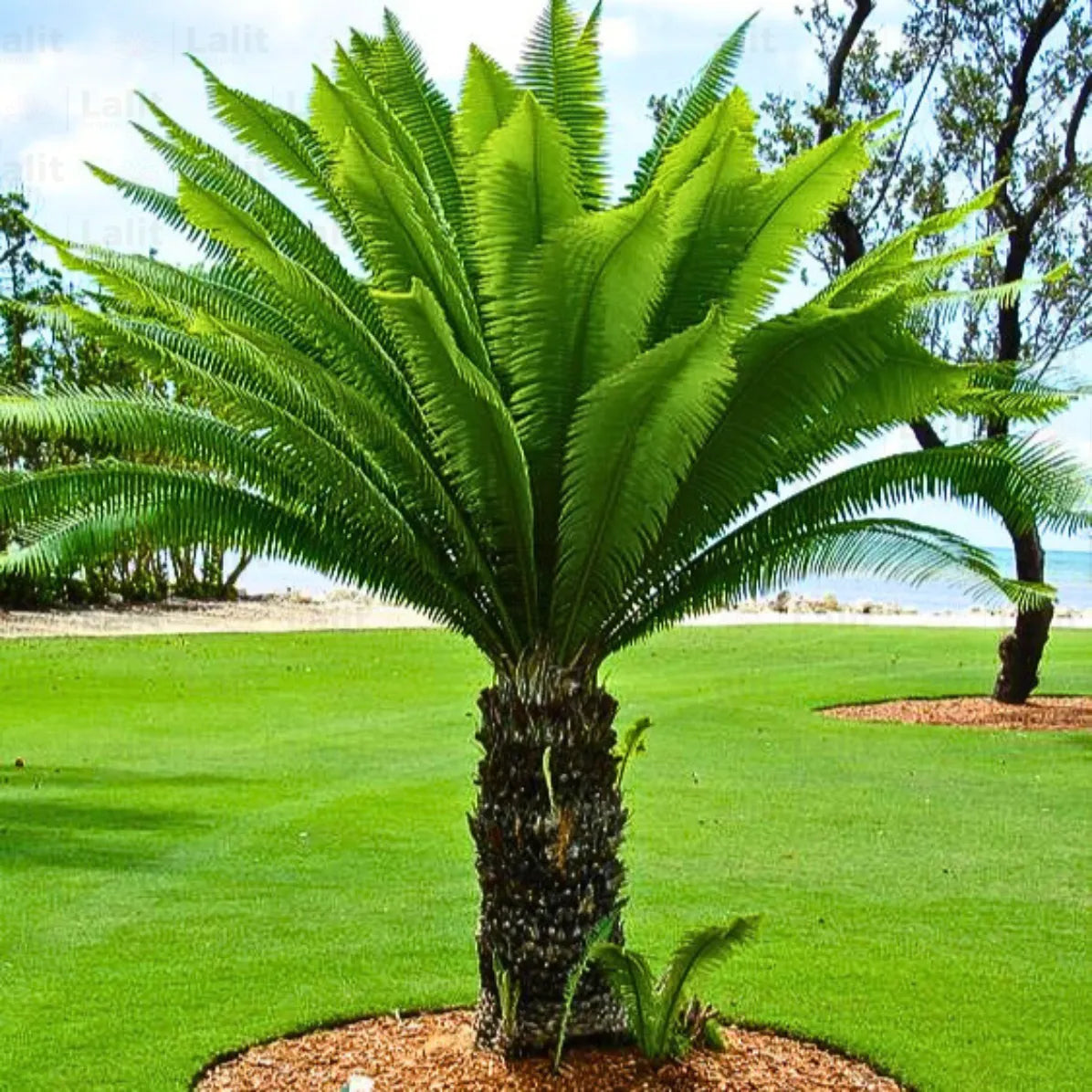 Buy Giant Dioon Palm - Plant Online at Lalitenterprise