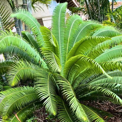 Buy Dioon Spinulosum (Giant Dioon Palm) - Plant Online at Lalitenterprise