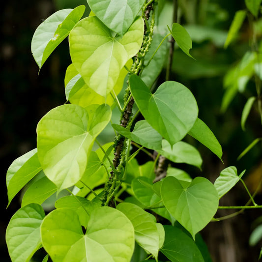 Buy Giloy (Tinospora Cordifolia) Guduchi - Plant Online at Lalitenterprise