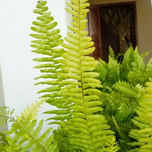 Buy Golden Boston Fern (Nephrolepis Exaltata 'Rita's Gold') - Plant Online at Lalitenterprise