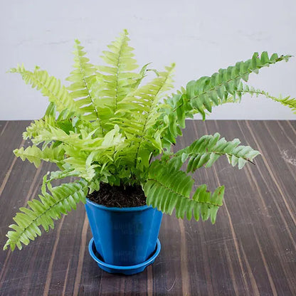 Buy Nephrolepis Exaltata 'Rita's Gold' - Plant Online at Lalitenterprise