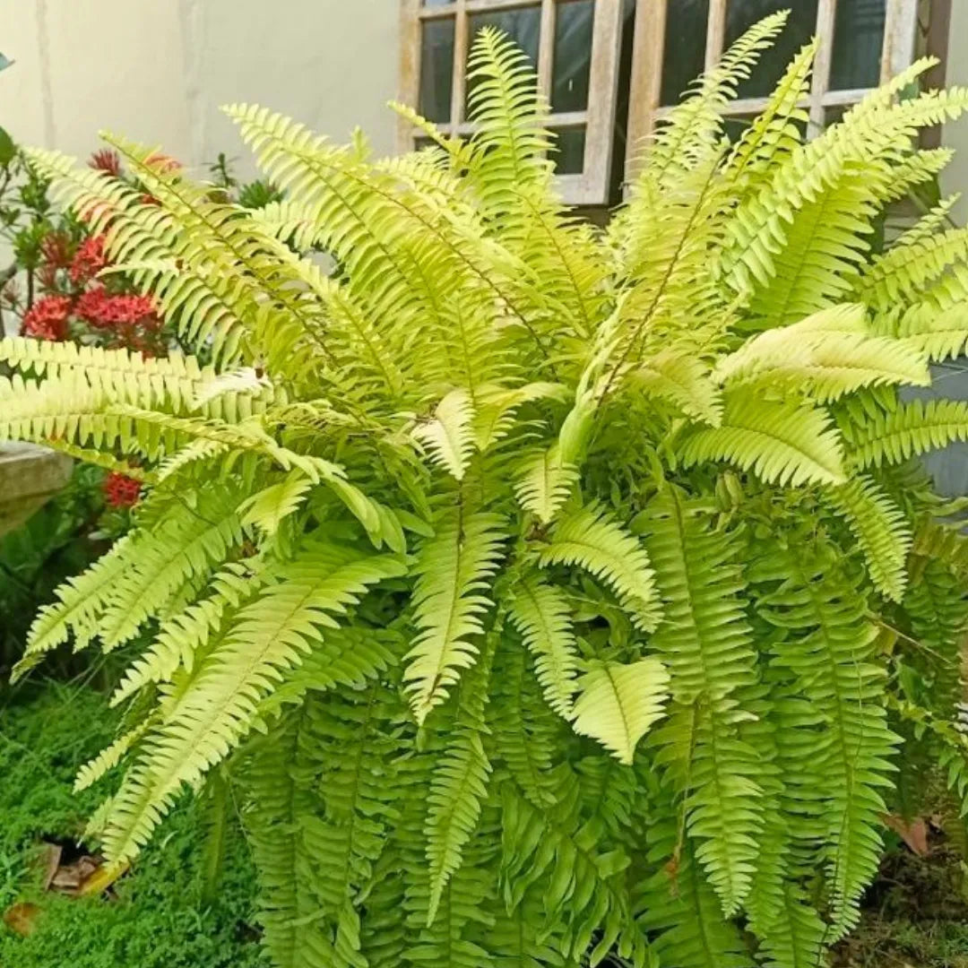 Buy Golden Boston Fern - Plant Online at Lalitenterprise