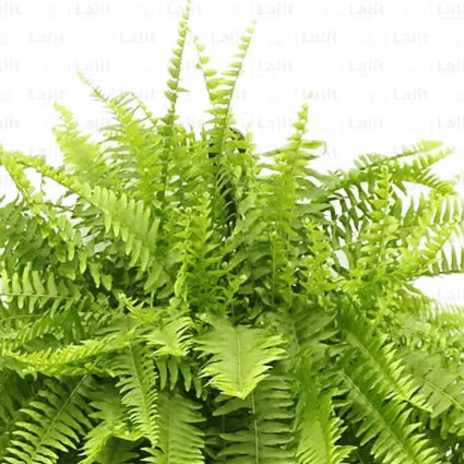 Buy Nephrolepis Exaltata 'Rita's Gold' - Plant Online at Lalitenterprise