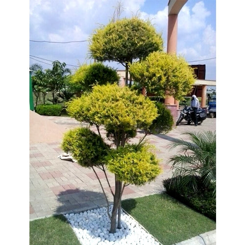Buy Golden Bottle Brush - Topiary Plant Online at Lalitenterprise