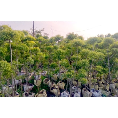 Buy Golden Bottle Brush - Topiary Plant Online at Lalitenterprise