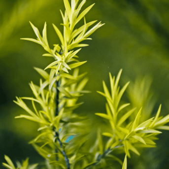 Buy Golden Bottle Brush - Topiary Plant Online at Lalitenterprise