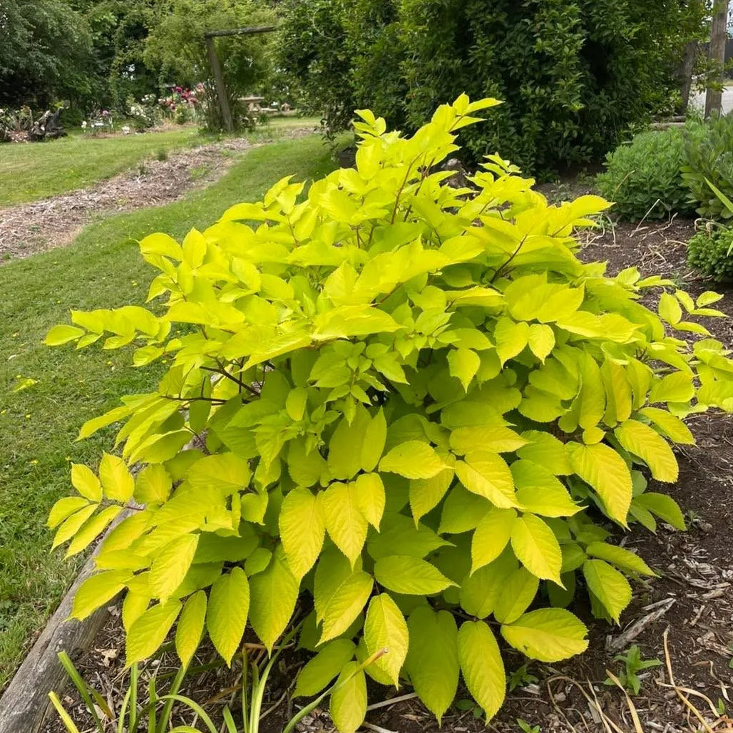 Buy Golden Brassia (Schefflera Actinophylla) - Plant Online at Laitenterprise