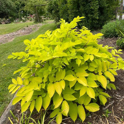 Buy Golden Brassia (Schefflera Actinophylla) - Plant Online at Laitenterprise