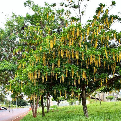 Buy Golden Chain Tree | Laburnum Anagyroides Online at Lalitenterprise