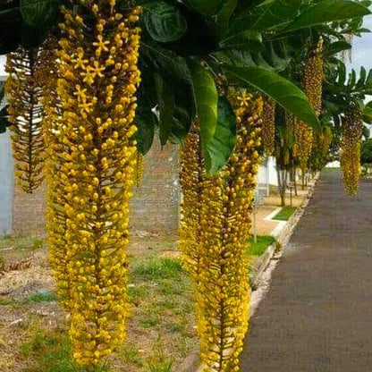 Buy Laburnum Anagyroides Online at Lalitenterprise
