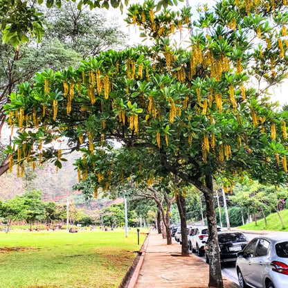 Buy Golden Chain Tree Online at Lalitenterprise