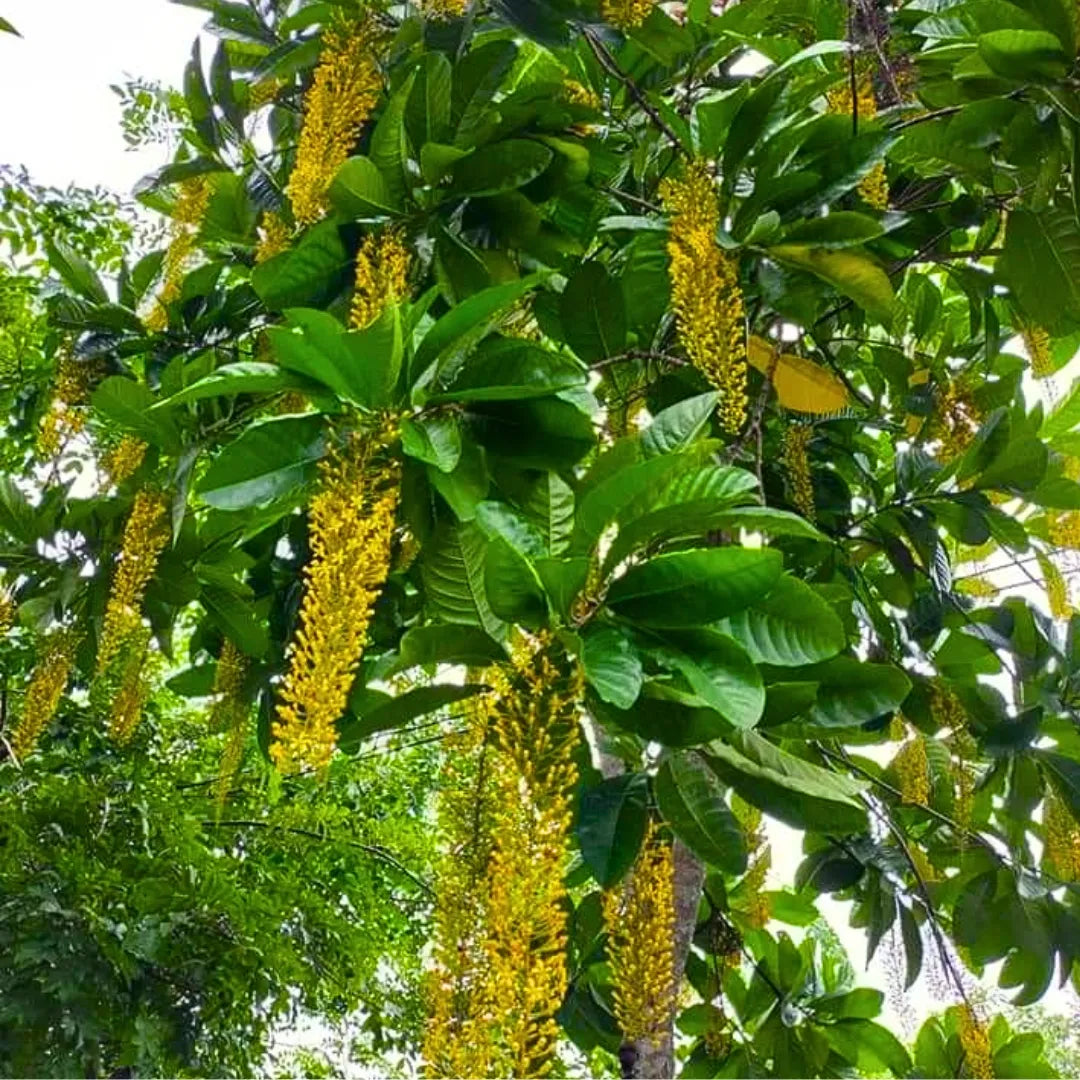 Buy Golden Chain Tree | Laburnum Anagyroides Online at Lalitenterprise