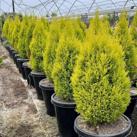 Buy Golden Cypress (Cupressus Golden) - Plant Online at Lalitenterprise