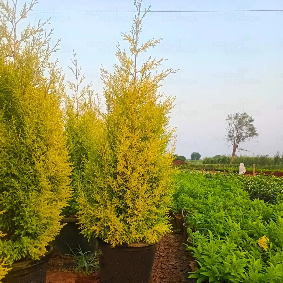 Buy Golden Cypress (Cupressus Golden) - Plant Online at Lalitenterprise