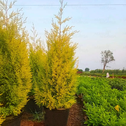 Buy Golden Cypress (Cupressus Golden) - Plant Online at Lalitenterprise