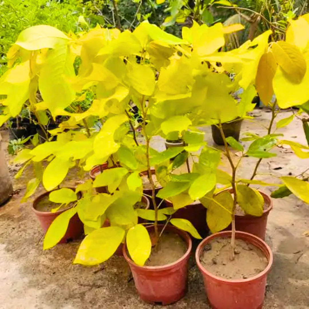 Desmodium Golden Legume - Plant – Lalit Enterprise