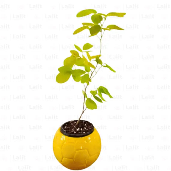 Buy Desmodium Golden Legume - Plant Online at Lalitenterprsie