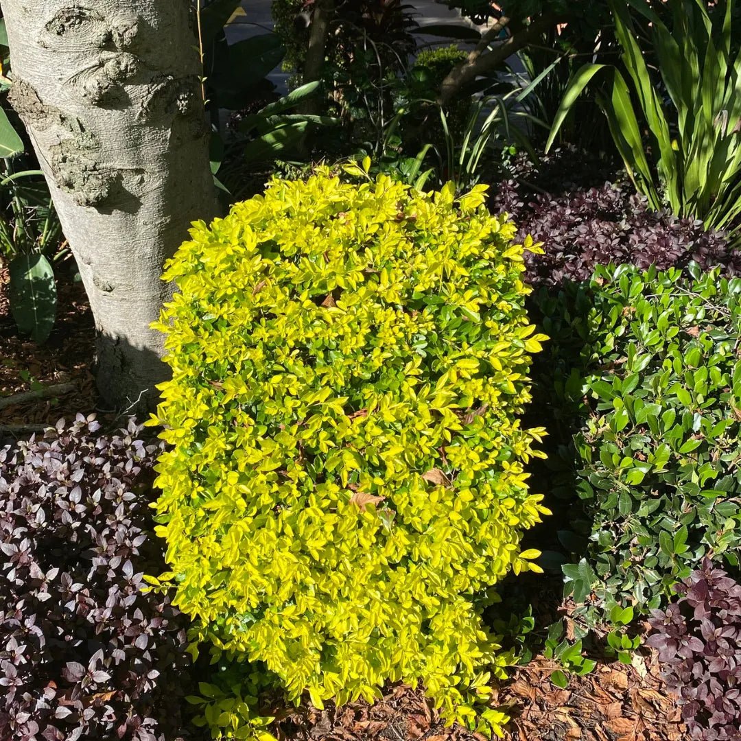 Buy Golden Duranta Hedge - Plant (Wholesale) Online at Laitenterrprise