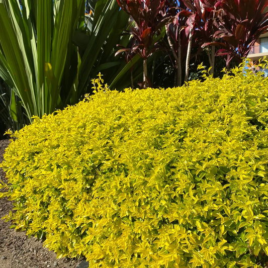 Buy Golden Duranta Hedge (Duranta Sheenas Gold) - Plant Online at Lalitenterprise