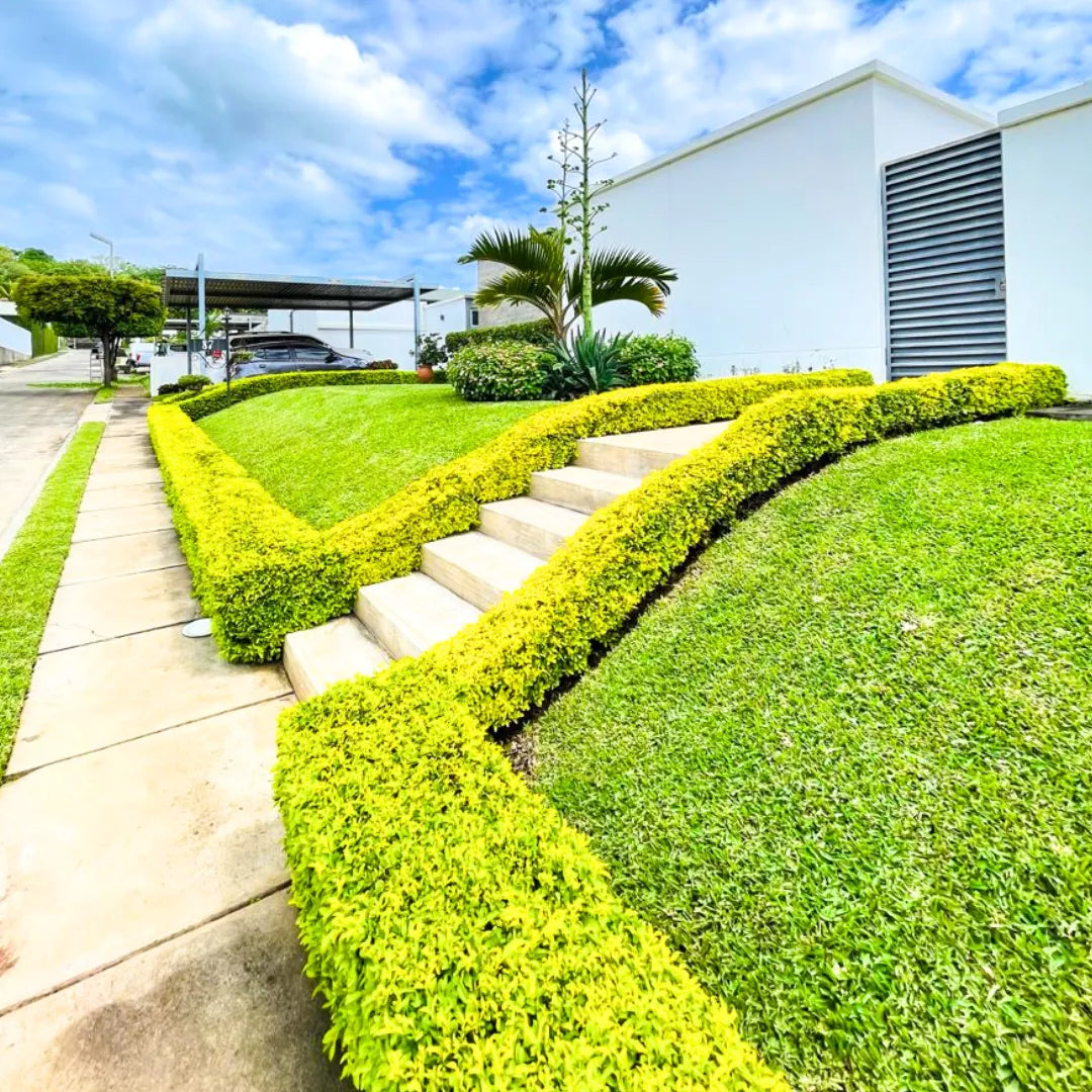 Buy Golden Duranta Hedge - Plant Online at Lalitenterprise
