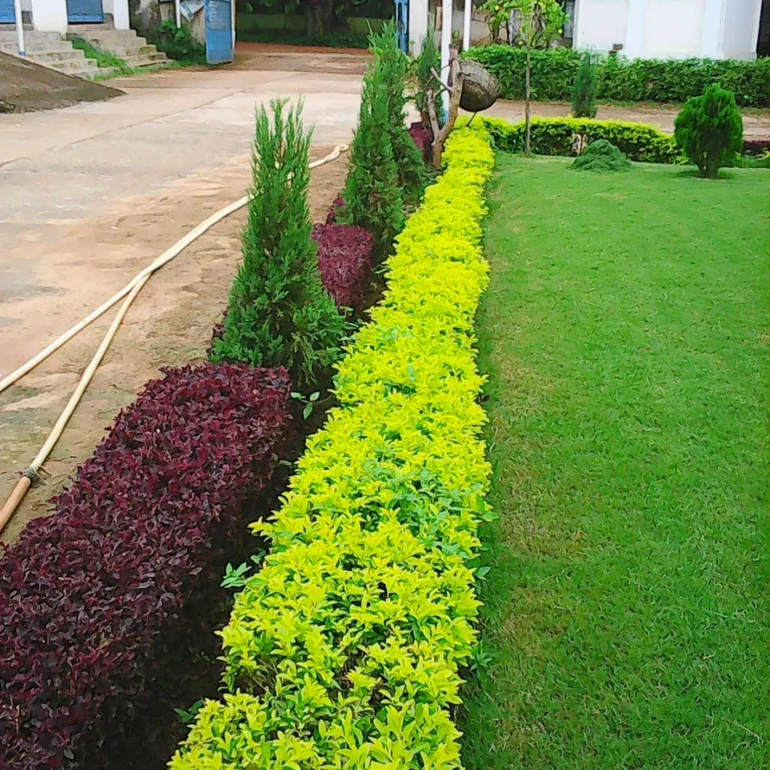 Buy Duranta Sheenas Gold - Plant Online at Lalitenterprise