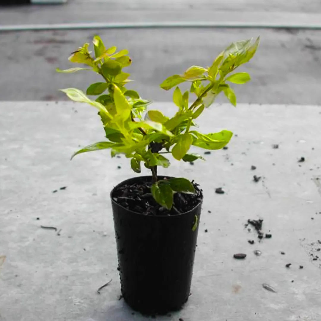 Buy Golden Duranta Hedge (Duranta Sheenas Gold) - Plant Online at Lalitenterprise