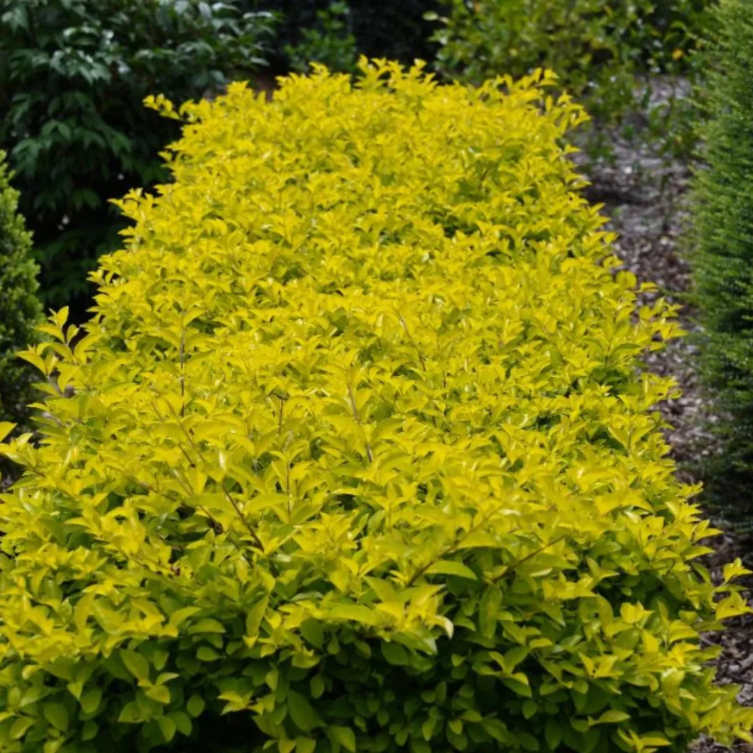 Buy Duranta Sheenas Gold - Plant Online at Lalitenterprise